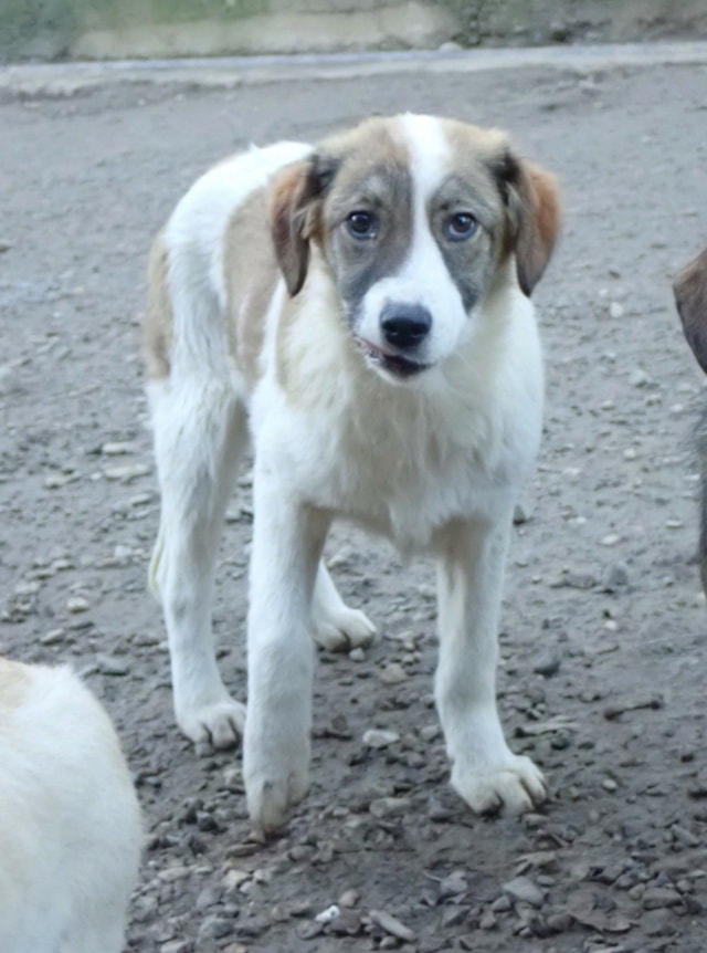 Saruta, dog for adoption at Remember Me France