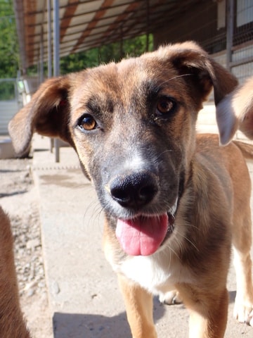 Saskia, dog for adoption at Remember Me France
