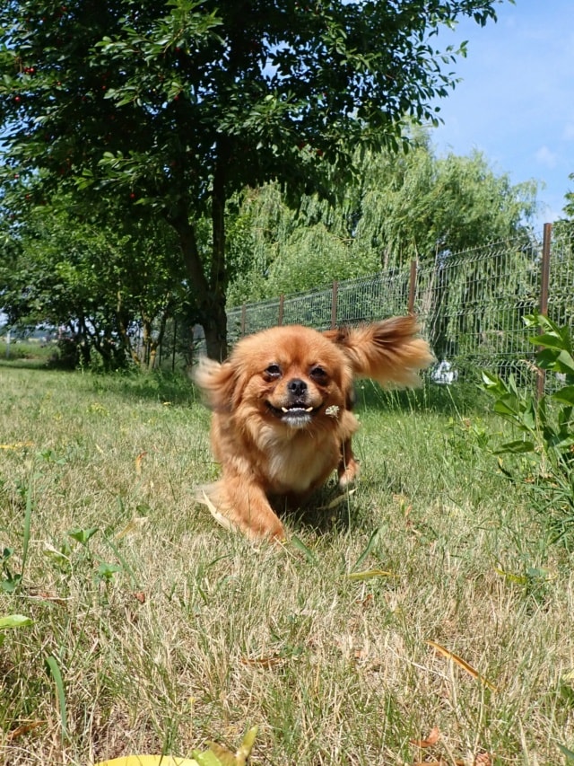 Satanas, dog for adoption at Remember Me France