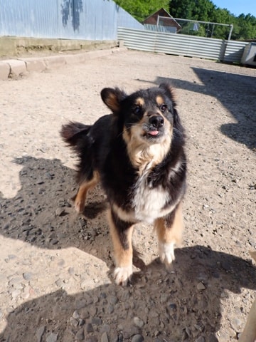 Sencha, dog for adoption at Remember Me France