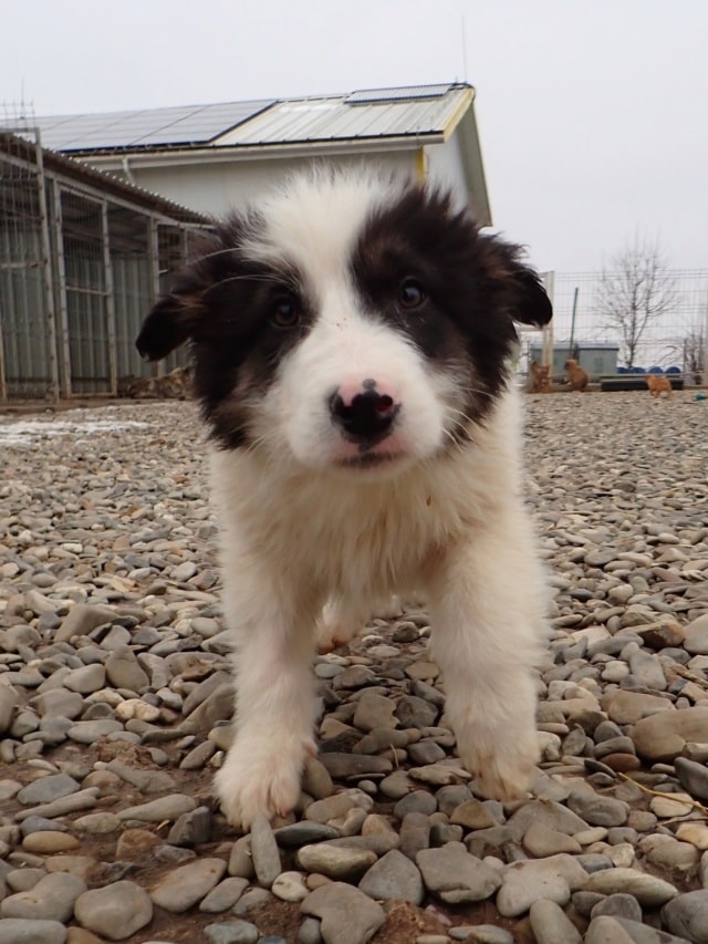 Shazam, dog for adoption at Remember Me France