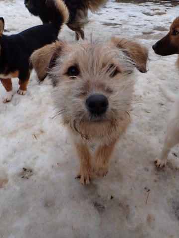 Shepard, chien à l'adoption chez Remember Me France