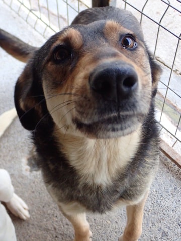 Sheree, dog for adoption at Remember Me France