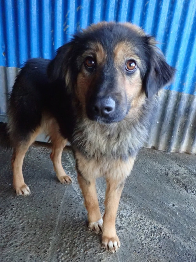 Shiraz, dog for adoption at Remember Me France