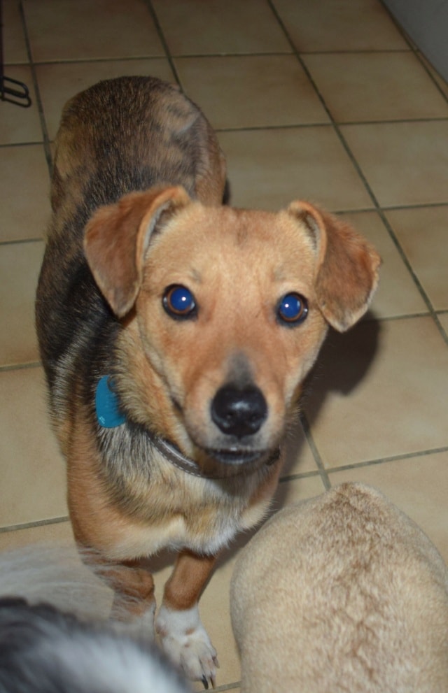 Sintra, chien à l'adoption chez Remember Me France