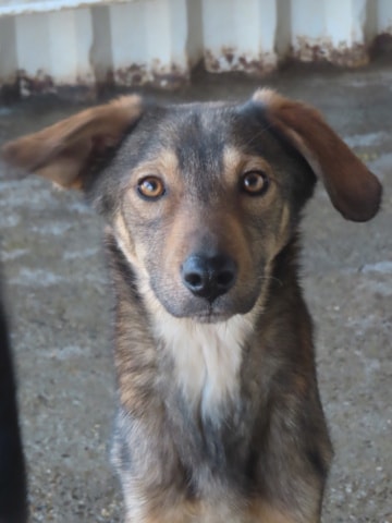 Snatch, dog for adoption at Remember Me France