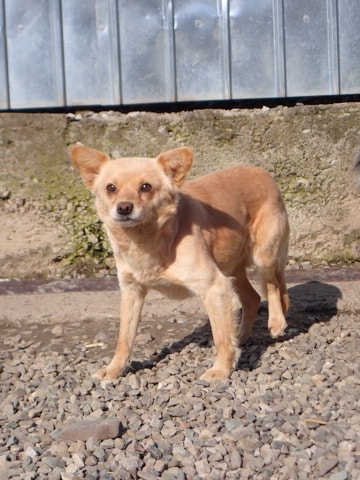 Soline, dog for adoption at Remember Me France