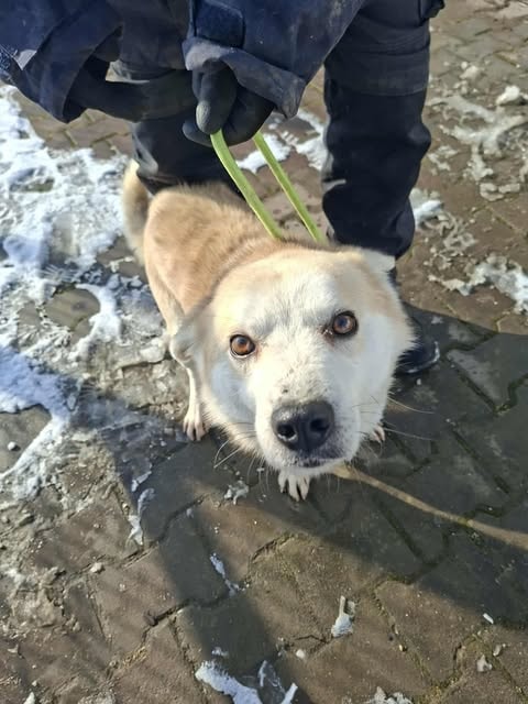 Spike, chien à l'adoption chez Remember Me France