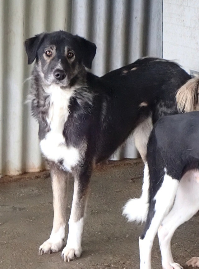 Steapa, dog for adoption at Remember Me France