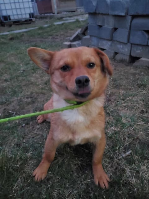Stuka, dog for adoption at Remember Me France