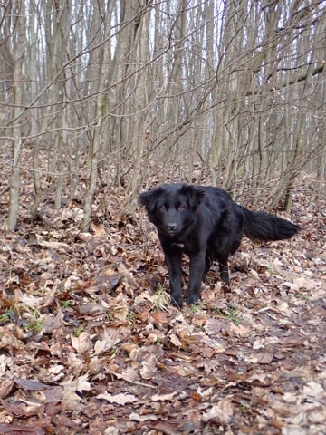 Stylish, dog for adoption at Remember Me France