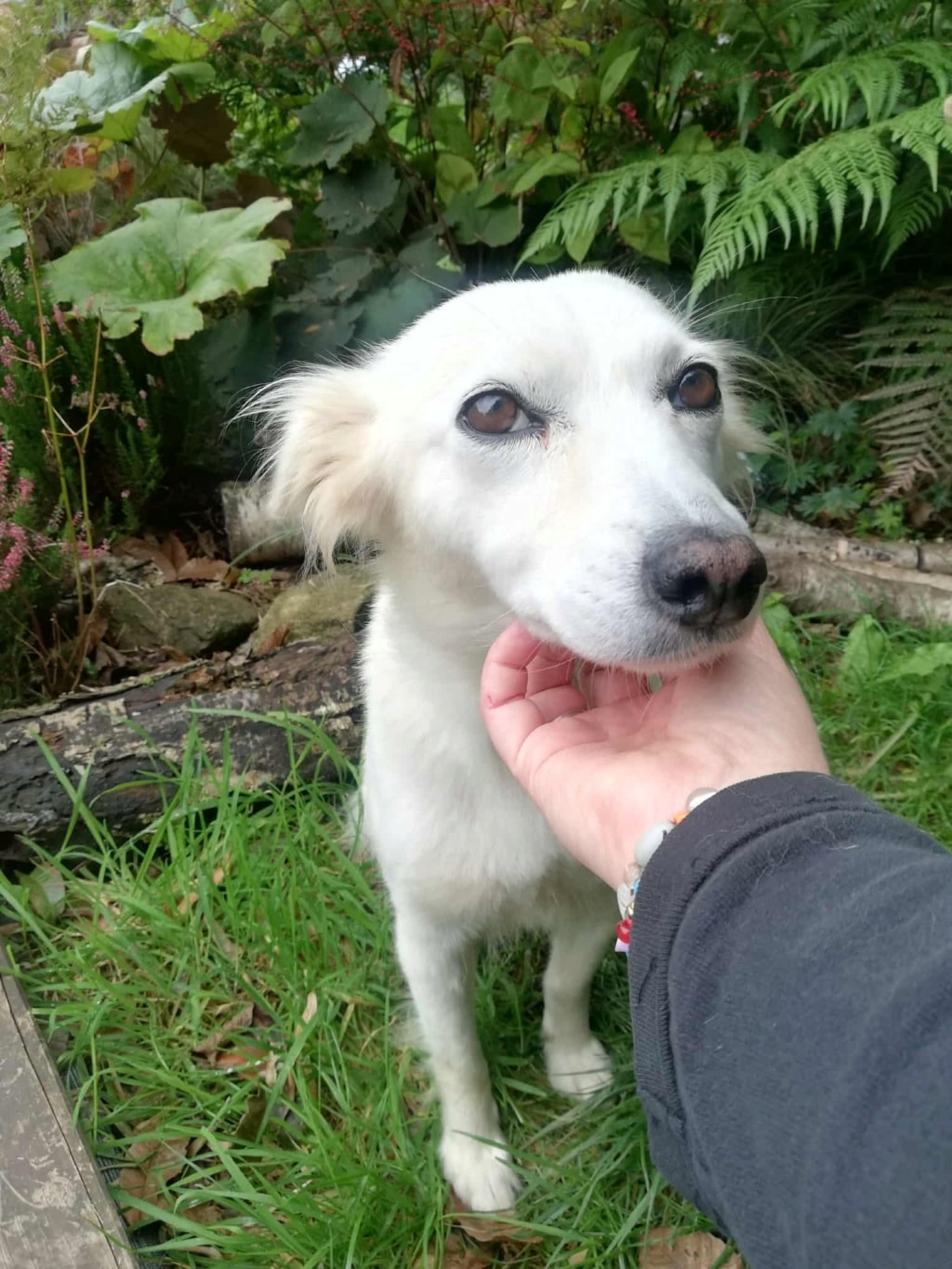 Sumi, dog for adoption at Remember Me France