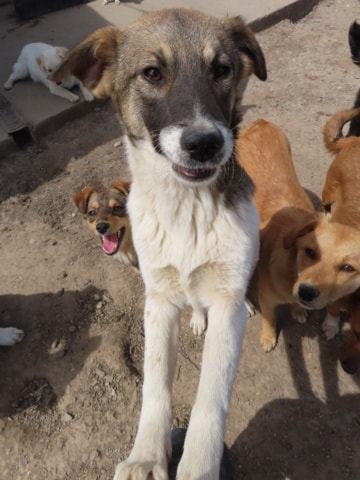 Sunn, dog for adoption at Remember Me France