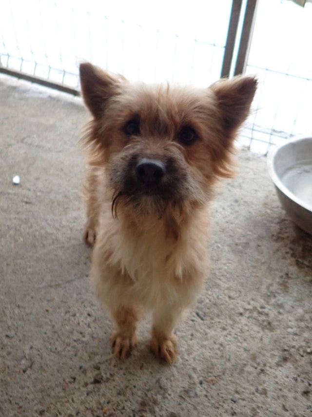Surimi, dog for adoption at Remember Me France