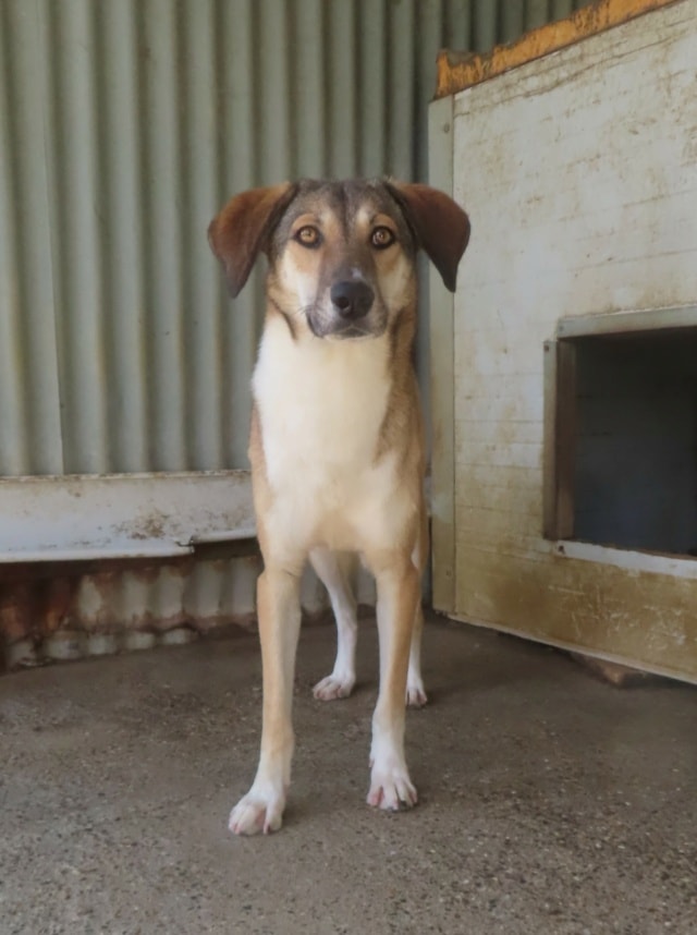 Sydney, dog for adoption at Remember Me France