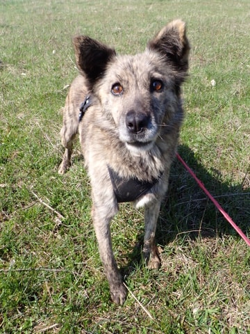Sylka, dog for adoption at Remember Me France