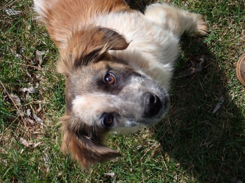 Sylvanus, dog for adoption at Remember Me France