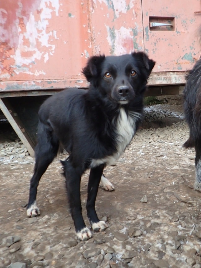 Talonne, dog for adoption at Remember Me France