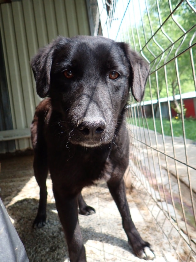 Talyra, dog for adoption at Remember Me France