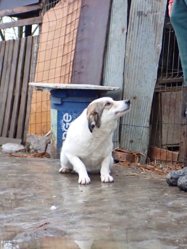 Tana, dog for adoption at Remember Me France