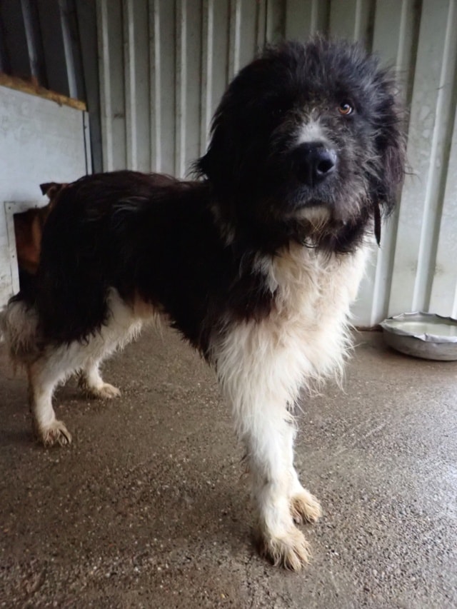 Tauriel, dog for adoption at Remember Me France