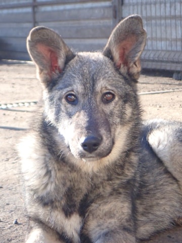 Teeny, dog for adoption at Remember Me France