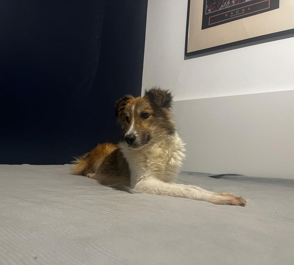 Terra, dog for adoption at Remember Me France