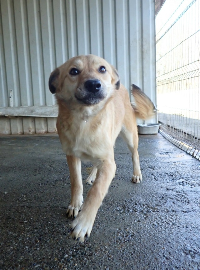 Thalie, dog for adoption at Remember Me France