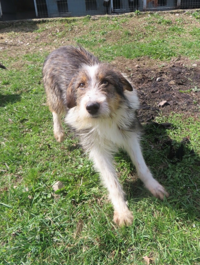 Tiboo, dog for adoption at Remember Me France
