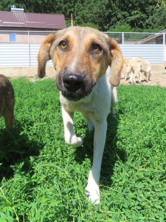 Titoon, dog for adoption at Remember Me France