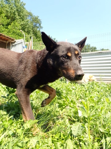 Tomlik, chien à l'adoption chez Remember Me France