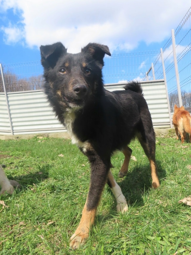 Tounet, dog for adoption at Remember Me France