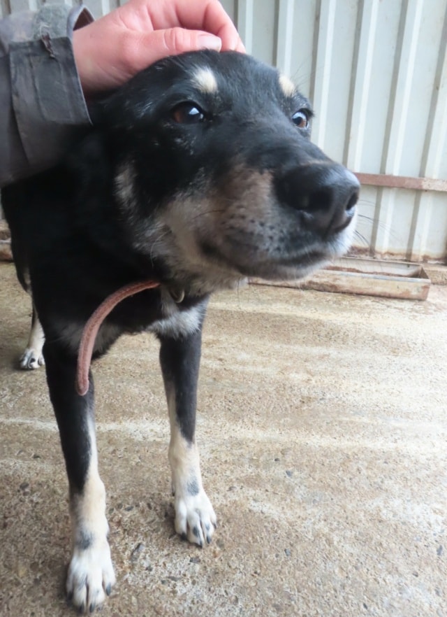 Toya, chien à l'adoption chez Remember Me France