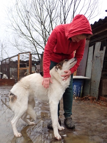 Usher, dog for adoption at Remember Me France
