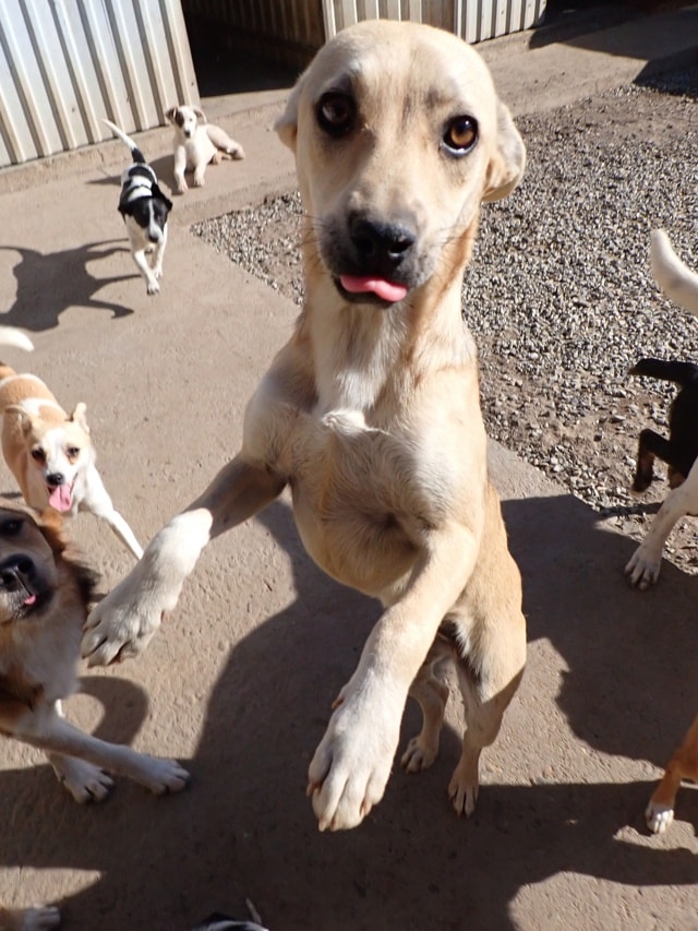 Vermeille, dog for adoption at Remember Me France