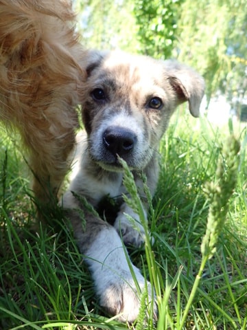 Vezemir, dog for adoption at Remember Me France