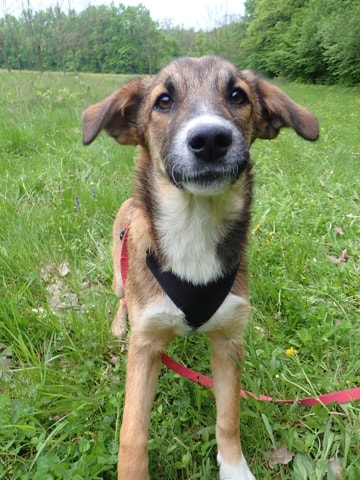 Virelia, dog for adoption at Remember Me France
