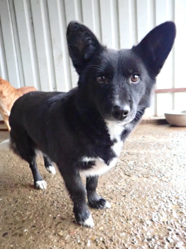Vitae, dog for adoption at Remember Me France