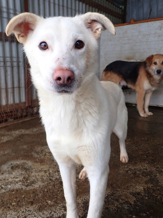 Wikie, dog for adoption at Remember Me France