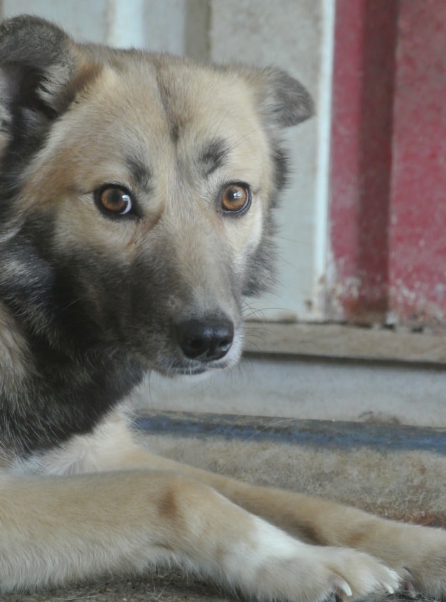 Wolfie, dog for adoption at Remember Me France