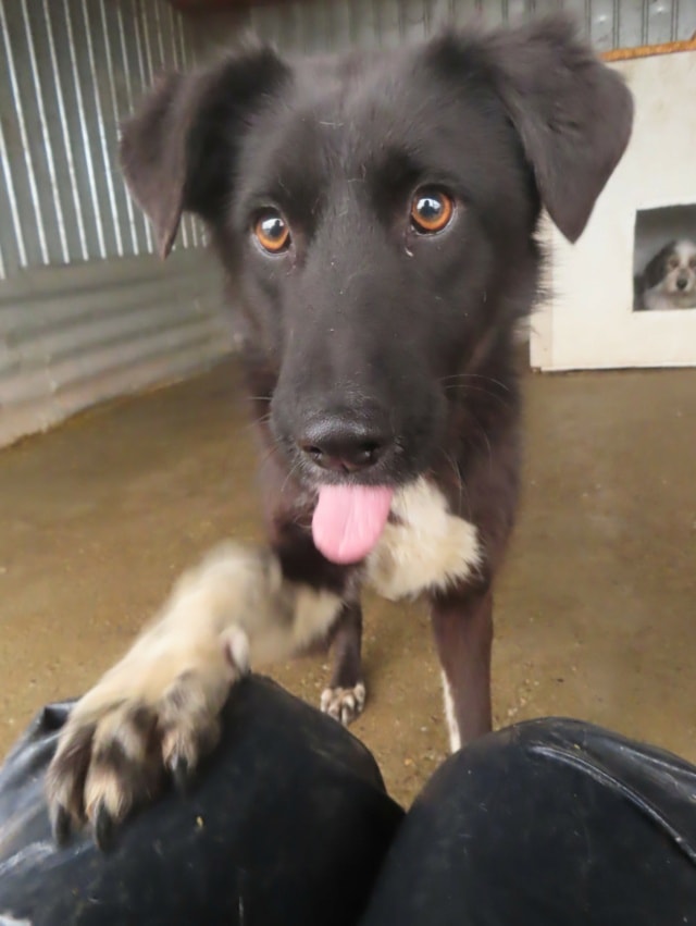 Yami, dog for adoption at Remember Me France