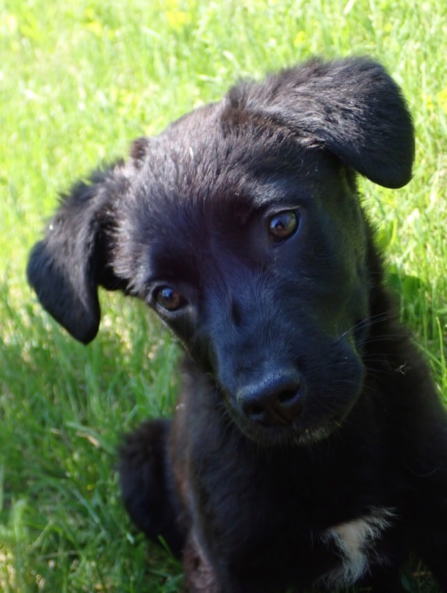 Yennefer, dog for adoption at Remember Me France