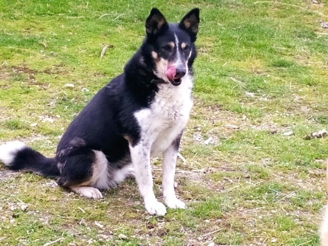 Yola, dog for adoption at Remember Me France