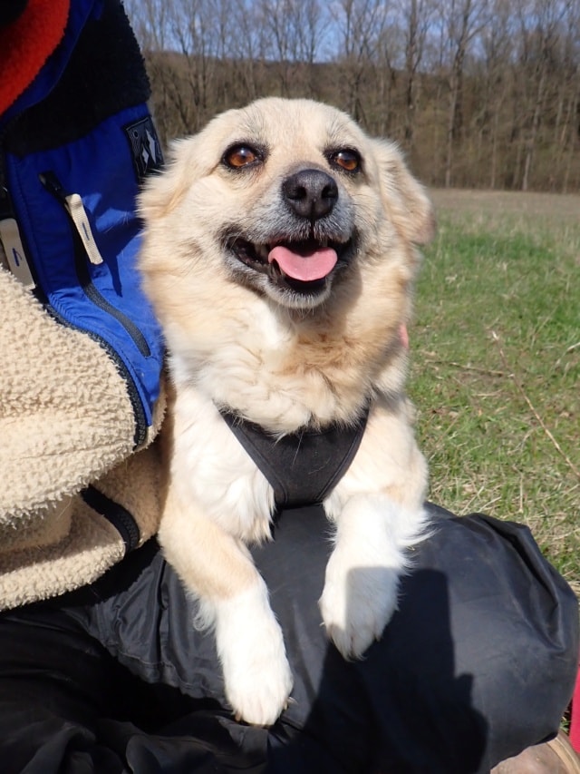 Zephira, a dog rescued by Remember Me France