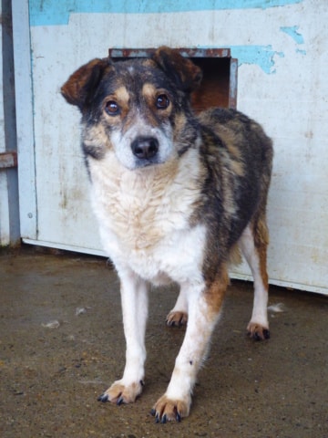 Ziva, dog for adoption at Remember Me France
