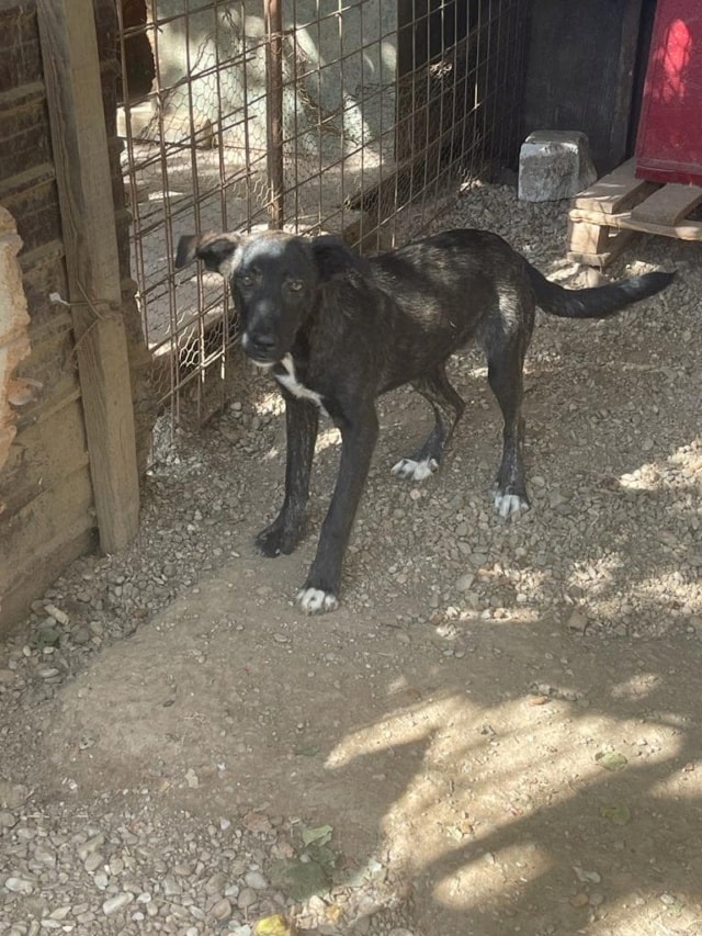 Zora, dog for adoption at Remember Me France