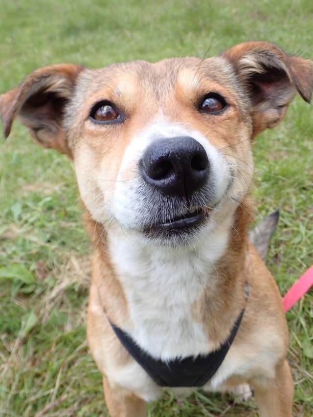 Zorya, a dog rescued by Remember Me France