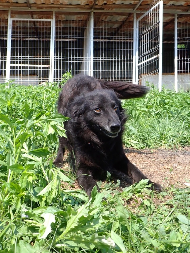 Zymer, dog for adoption at Remember Me France