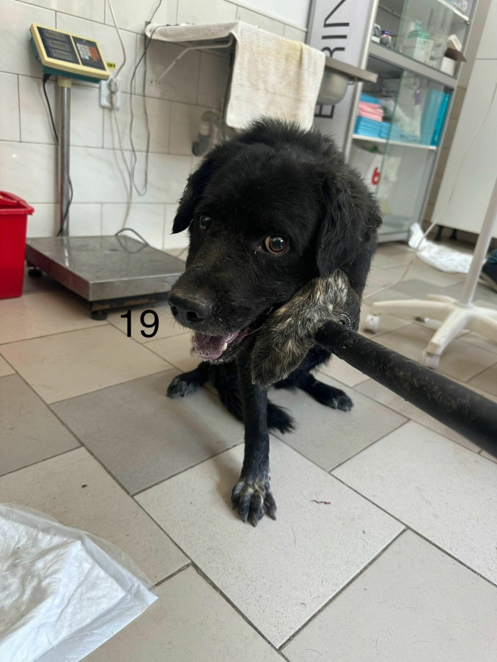 Acdc, chien à l'adoption chez Remember Me France