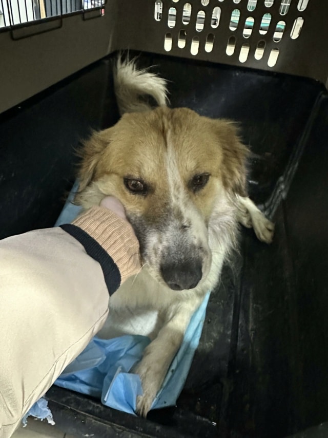 Adamant, chien à l'adoption chez Remember Me France